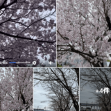 麻生川沿い桜並木